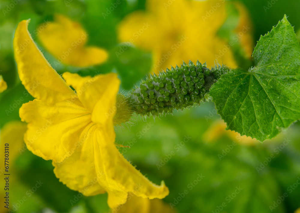Growing and flowering young cucumbers on a branch in a greenhouse. Growing and flowering young cucumbers on a branch in a greenhouse.