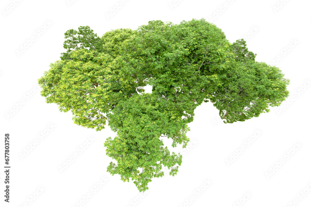 Green forest isolated on transparent background. 3d rendering - illustration