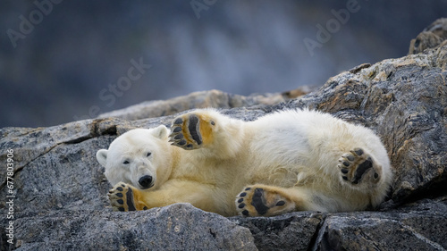 Male polar bear on cliff  Svalbard  Norway