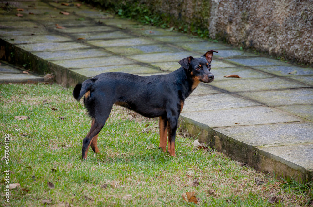 Mixed breed brown dog