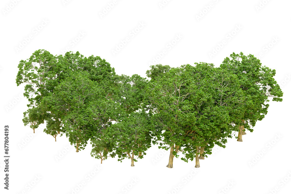 Obraz premium Green forest isolated on transparent background. 3d rendering - illustration