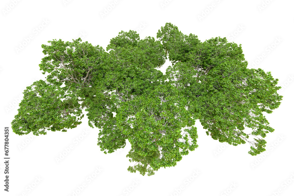 Obraz premium Green forest isolated on transparent background. 3d rendering - illustration