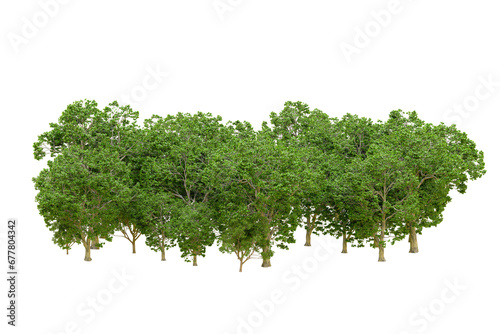 Green forest isolated on transparent background. 3d rendering - illustration photo