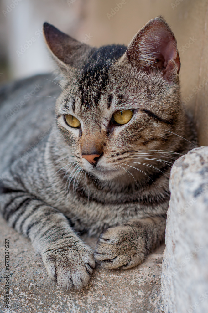 Mixed breed domestic cat portrait. Cat with brindle coat.
