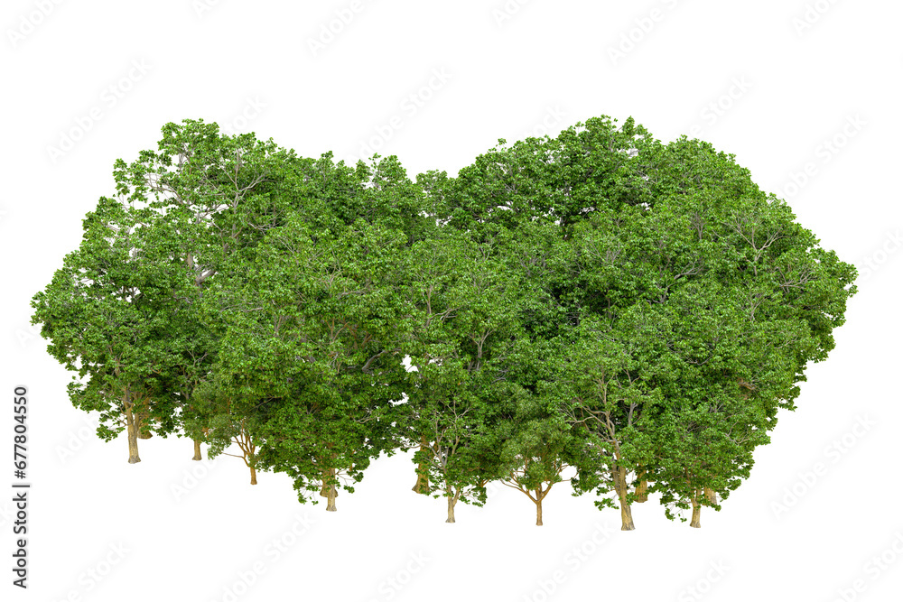 Fototapeta premium Green forest isolated on transparent background. 3d rendering - illustration