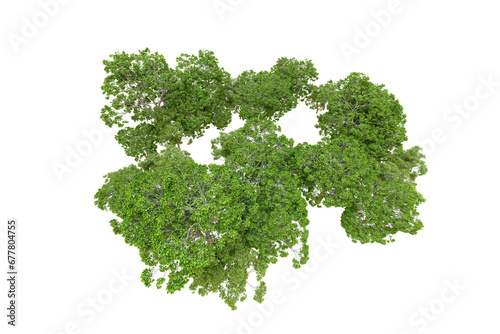 Green forest isolated on transparent background. 3d rendering - illustration