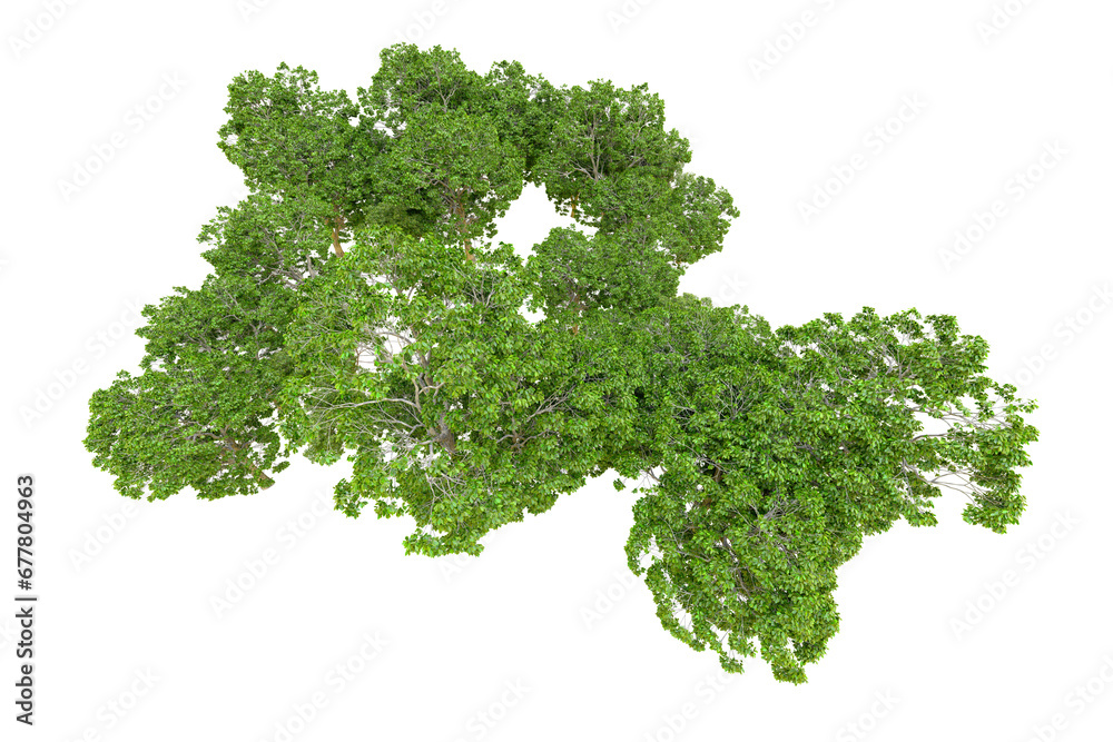 Obraz premium Green forest isolated on transparent background. 3d rendering - illustration