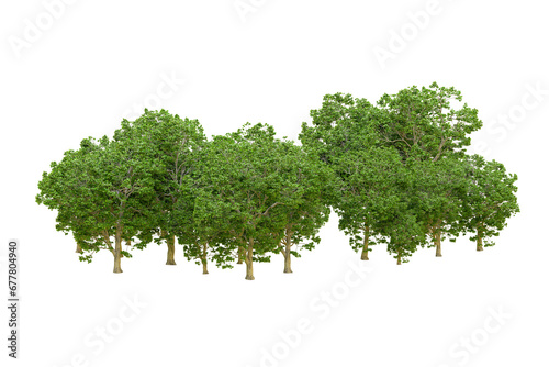 Green forest isolated on transparent background. 3d rendering - illustration