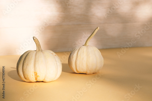 Minimalism modern style mini pumpkins with copy space on traditional thanksgiving season fall background.