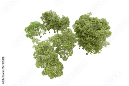 Green forest isolated on transparent background. 3d rendering - illustration