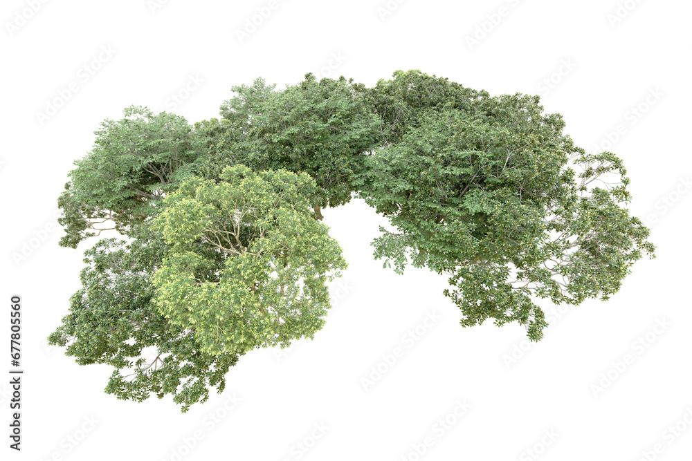Fototapeta premium Green forest isolated on transparent background. 3d rendering - illustration