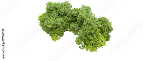 Green forest isolated on transparent background. 3d rendering - illustration