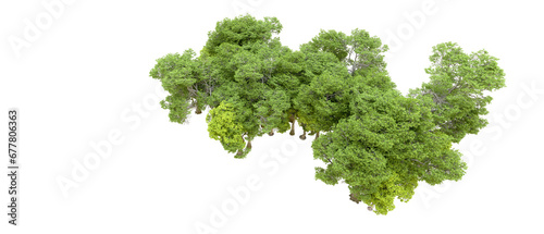 Green forest isolated on transparent background. 3d rendering - illustration