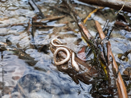 Snake on a wooden branch in the water near some rocks photo