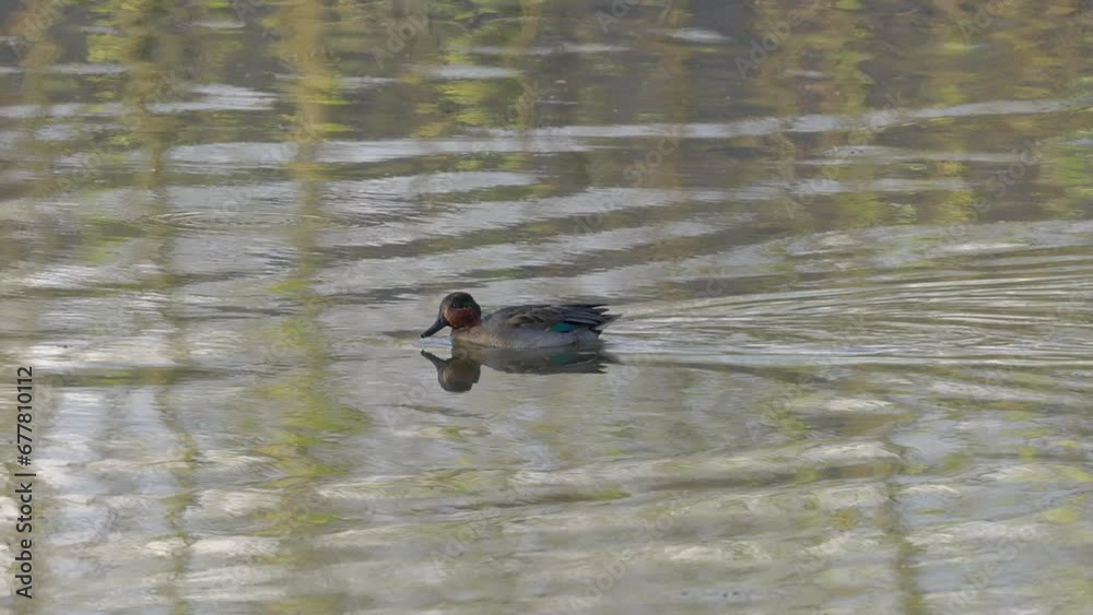 Eurasian Green-winged Teal in natural ambient, male (Anas crecca) - (4K) Eurasian Green-winged Teal in natural ambient, male (Anas crecca) - (4K)