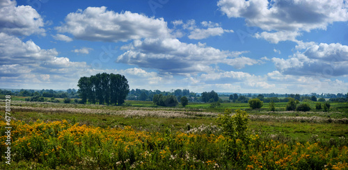 attractive rural landscape in summer, pastures, grasses with yellow flowers a...