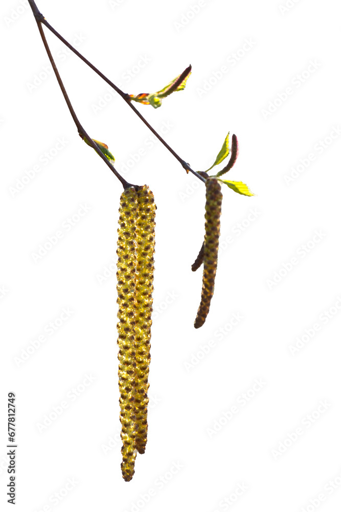 Birch catkins blooms on a branch in spring. Fresh leaves and buds on tree. Isolate on white background.