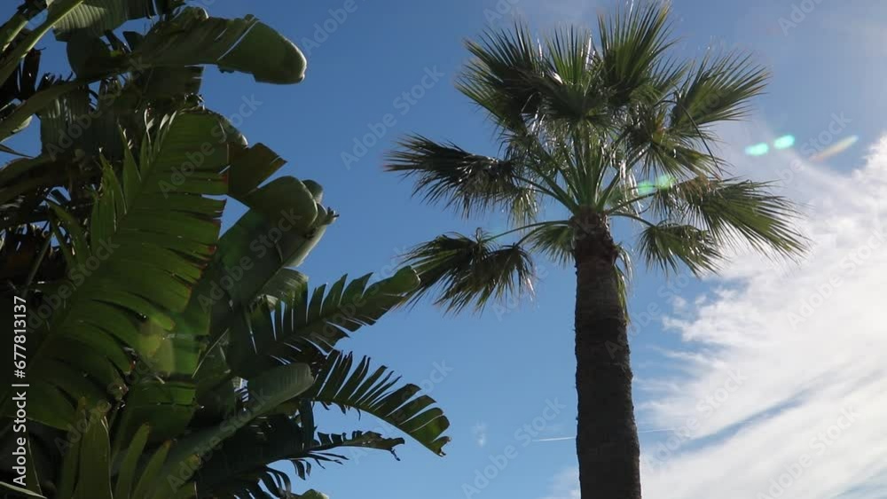Palmeras 