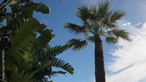 Palmeras 
