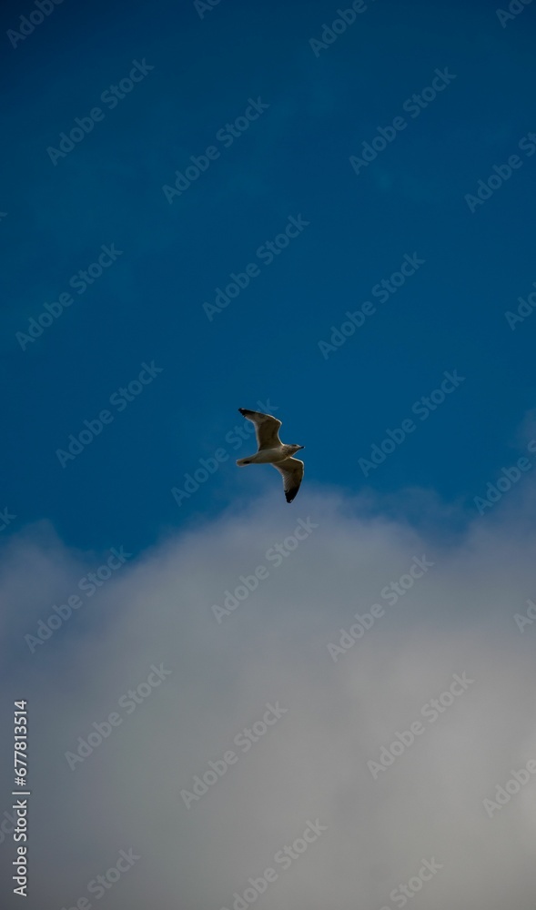 Low angle shot of a black-headed gull flying under a blue cloudy sky and sunlight