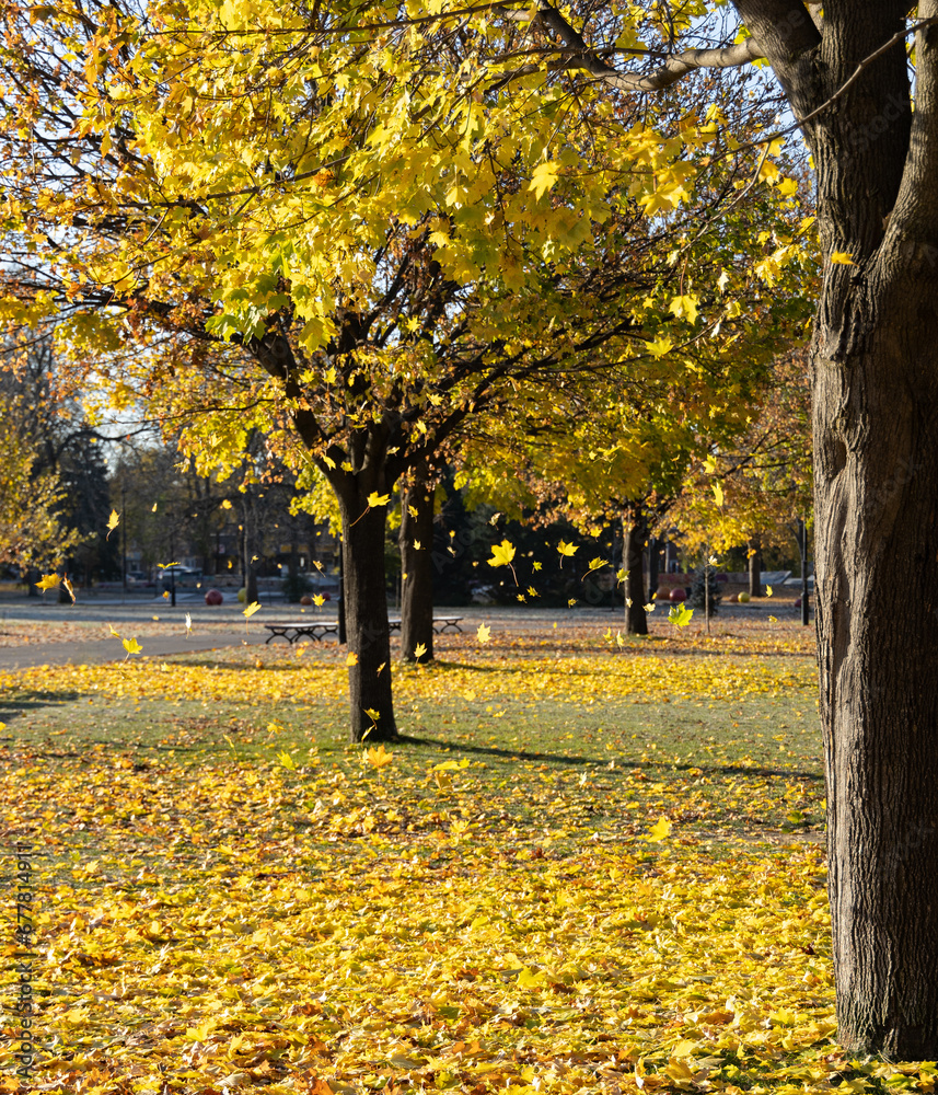 Falling maple leaves Falling maple leaves