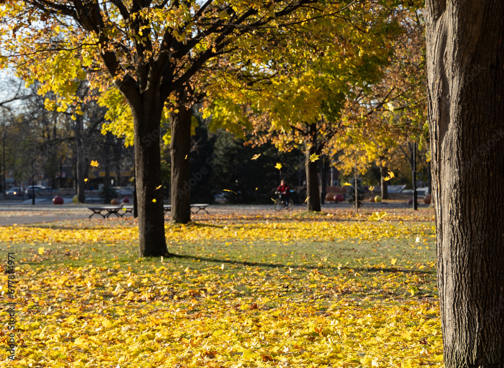Falling maple leaves