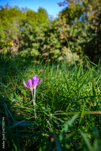 Colchiques dans un pré photo