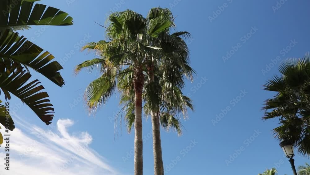 Palmeras en la Playa