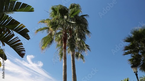 Palmeras en la Playa