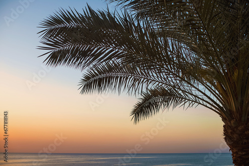 Tropical palm leaves close-up, against the backdrop of a beautiful sunrise on the Red Sea. Egypt.