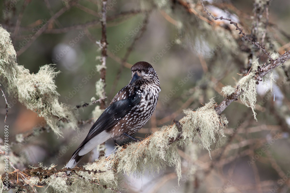 Bird in the wilderness. Bird in the wilderness.