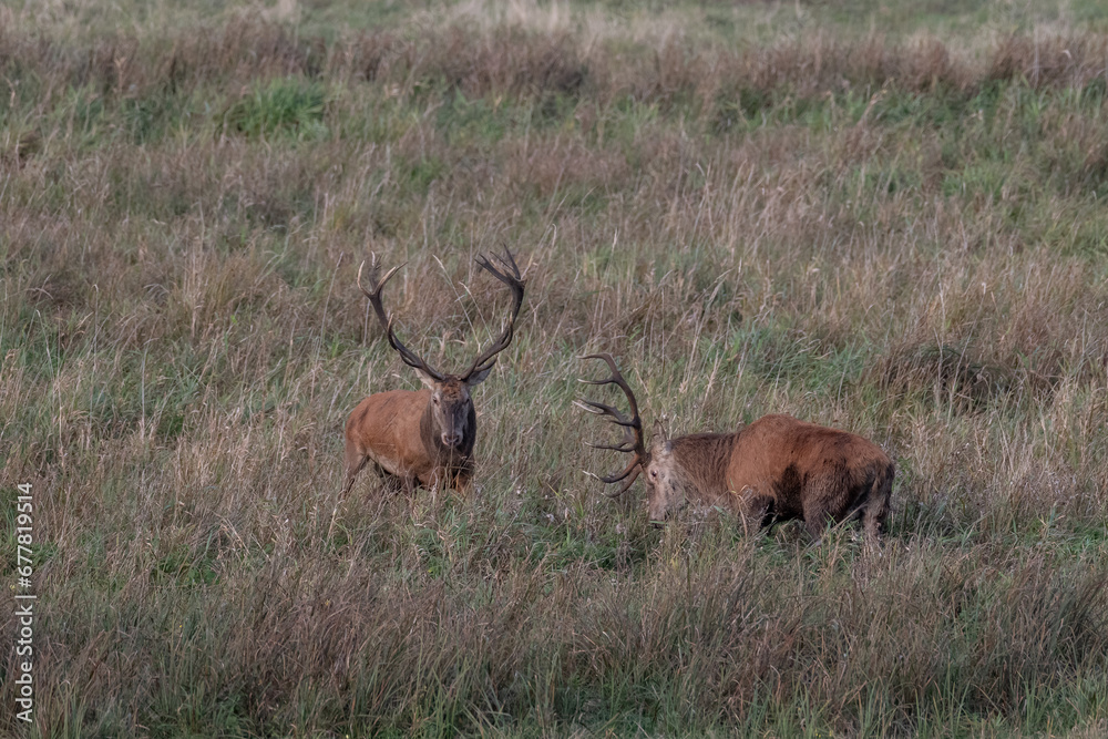 Fototapeta premium Brunftkämpfe in der Rotwildbrunft