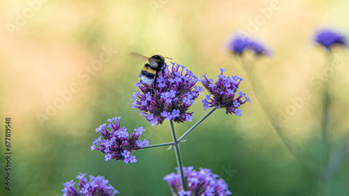 lavender flowers in the garden