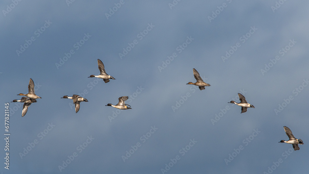 Northern Pintail. Anas acuta - group of birds in flight Northern Pintail. Anas acuta - group of birds in flight