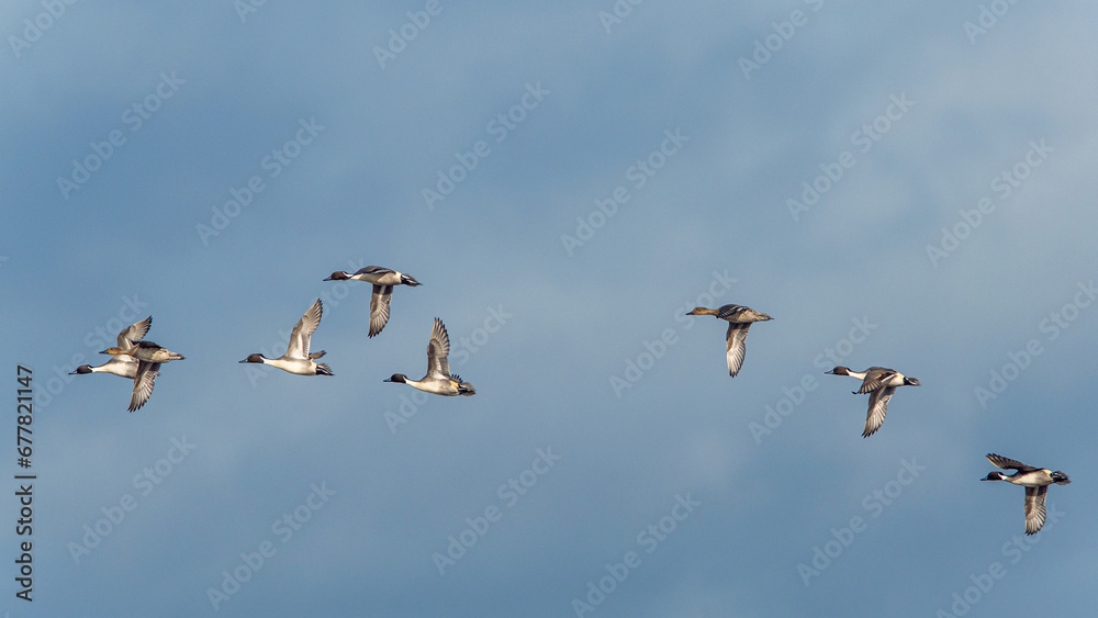 Northern Pintail. Anas acuta - group of birds in flight Northern Pintail. Anas acuta - group of birds in flight