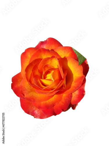 red rose isolated on white (ID: 677822705)