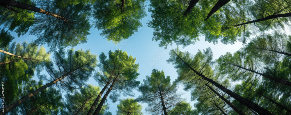 Fototapeta premium Looking up at the trees in green forest.