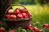 Red apples with wicker basket in the grass
