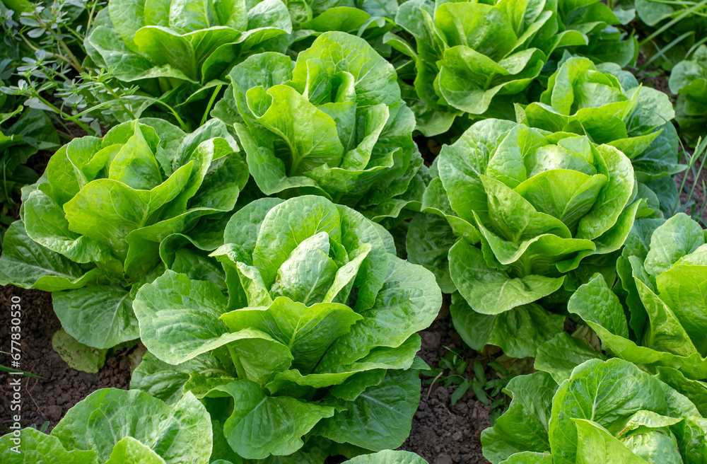 Fresh lettuce field, Antalya / Turkey Fresh lettuce field, Antalya / Turkey