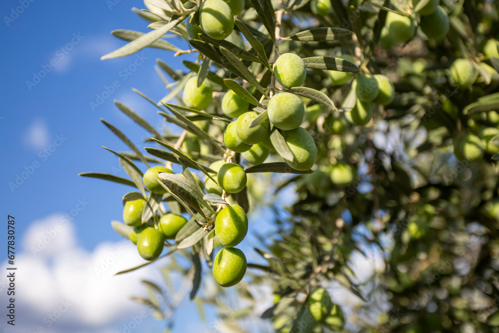 Green olive tree