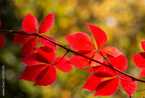 Autumn colors: leaves of Pa...