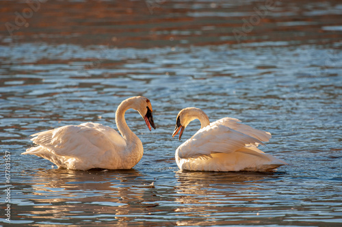 Male and female trumpeter swans on pond near Jackson, Wyoming