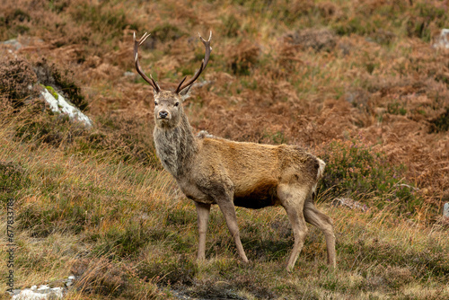 Red Deer stag alert and facing forward in Autumn with fading heather blooms. Glen Strathfarrar. Scottish Highlands. Scientific name: Cervus elaphus. Blurred background. Space for copy.