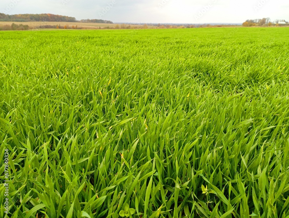 Landscape of a field sown with winter wheat. Wheat has grown on a Ukrainian field in the fall. Landscape of a field sown with winter wheat. Wheat has grown on a Ukrainian field in the fall.