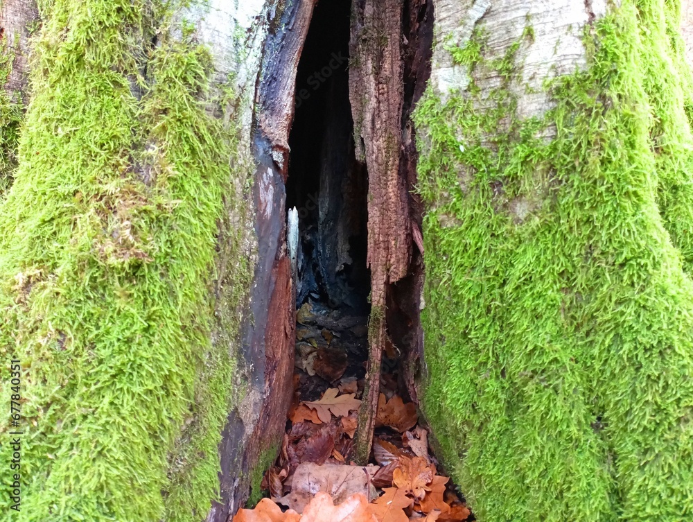 The trunk of the tree is covered with moss with a large crack from the root to the very top. Beautiful natural textures. The trunk of the tree is covered with moss with a large crack from the root to the very top. Beautiful natural textures.