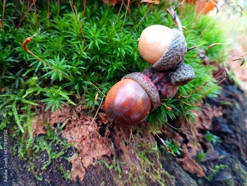 Two oak acorns on green forest moss after rain in autumn. Autumn natural textures with plants and moss.