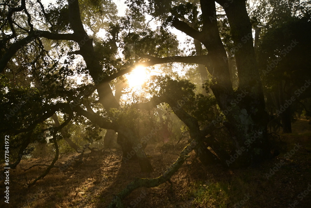 Fototapeta premium sun rays in the forest