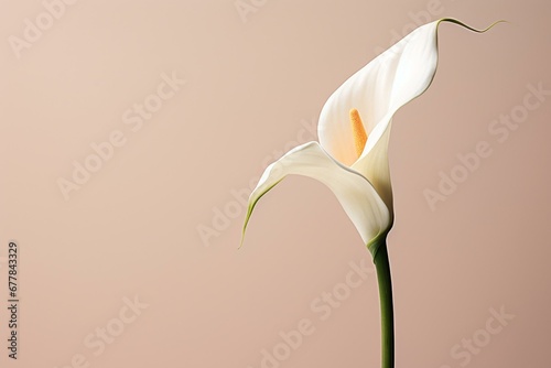 Close-up of calla lily with empty space. Generative AI photo