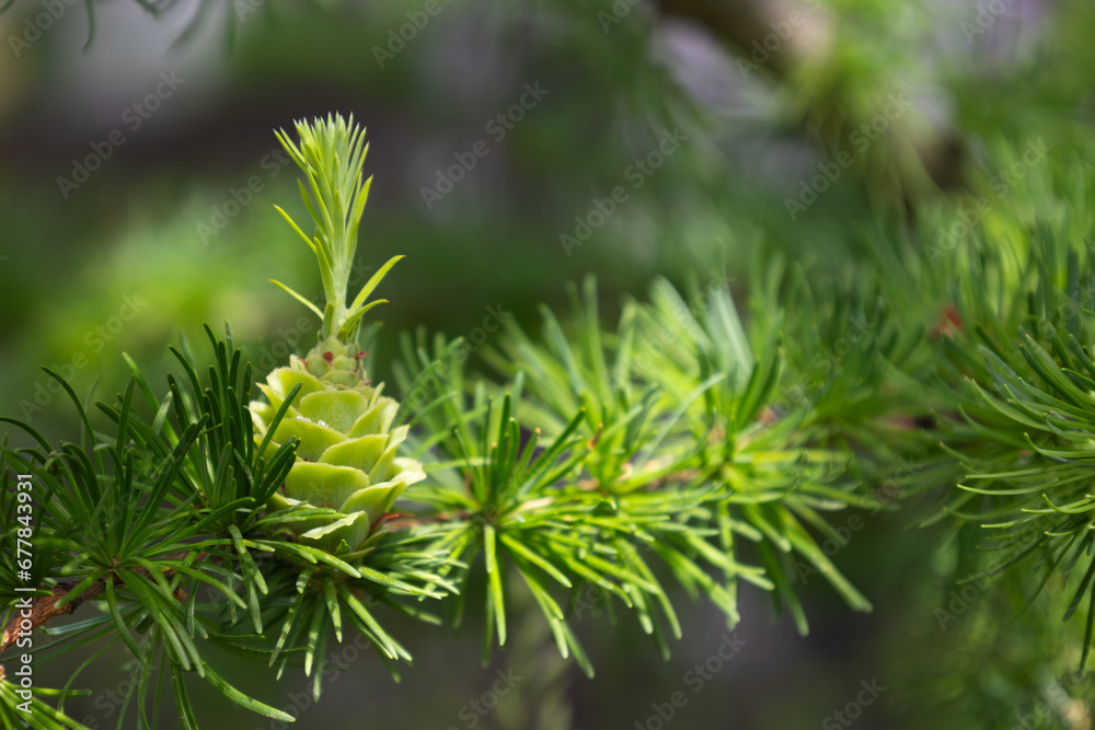 Bright green young cones on the branch of European larch. Closeup of opening bud of Larix Decidua. Female cone. Natural beauty of elegant larch tree twig. Soft focus. Seasonal wallpaper for design Bright green young cones on the branch of European larch. Closeup of opening bud of Larix Decidua. Female cone. Natural beauty of elegant larch tree twig. Soft focus. Seasonal wallpaper for design