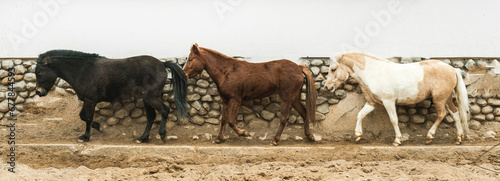 little horses pony outdoor, with empty space © S_E